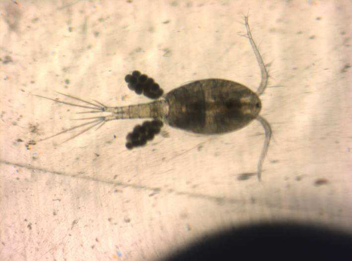 copepodi della specie Macrocyclops