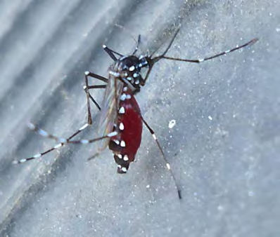 Sorveglianza possibile ingresso di nuove specie invasive Specie esotiche: solo Aedes albopictus (846 esemplari) Specie autoctone: Culex pipiens (1157 esemplari) Ochlerotatus
