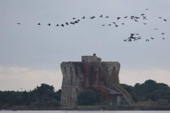 Passeggiata al pontile sul lago per ammirare la torre di Buranaccio. Saluti e partenza.