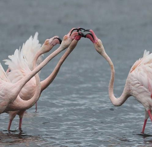 I giorno Arrivo al Centro visite della Oasi Laguna di Orbetello. Visita guidata sul sentiero-natura tra coltivi, siepi secolari e le sponde della laguna.