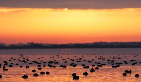 II giorno Dopo la prima colazione trasferimento al Centro visite Oasi Lago di Burano. Visita guidata sul tombolo che separa il lago dal mare, completamente ricoperto di macchia mediterranea.