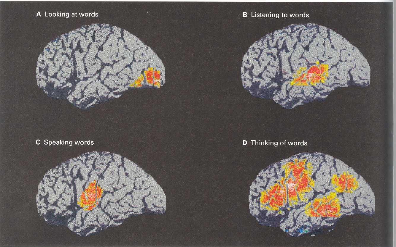 AREE di ATTIVITA CEREBRALE riferita alle