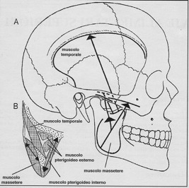 Assunzione del cibo e Masticazione rappresentano l avvio del processo alimentare Muscoli masticatori agiscono sulla mandibola, articolata sulla