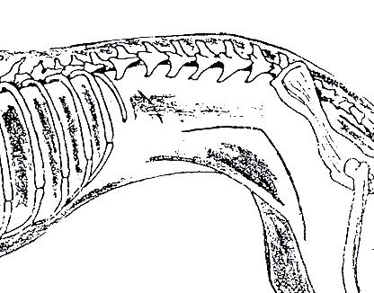 CINOGNOSTICA DESCRTTIVA LE REGIONI DEL TRONCO 35 Dorso la base anatomica del dorso è costituita dalle ultime 5 vertebre toraciche che seguono quelle del garrese.