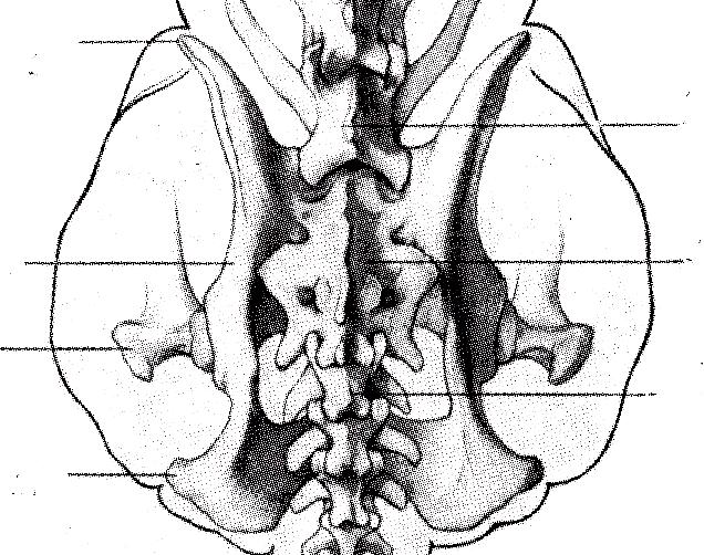 CINOGNOSTICA DESCRITTIVA LE REGIONI DEL TRONCO 36 La groppa La base anatomica è costituita dai 2 coxali (Ileo Ischio Pube) e dalle ossa sacrali.