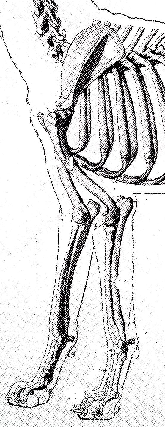 CINOGNOSTICA DESCRITTIVA GLI ARTI ANTERIORI 37 L arto anteriore o toracico è costituito dalle seguenti regioni anatomiche: La scapola o