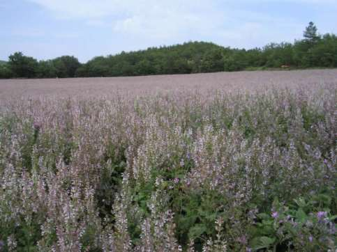 18 Salvia sclarea Z6 = -23 C