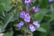 19 Salvia officinalis Z 7= -18 C I lunghi inverni umidi