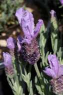 6 Lavandula (fam.