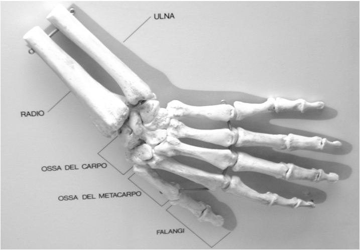 AUTOPODIO BASIPODIO : formato da numerose piccole ossa disposte i