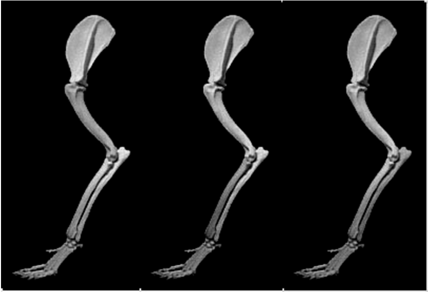 ARTO TORACICO Formato da braccio, avambraccio e mano Braccio 1 solo osso Omero Avambraccio 2 ossa Radio Ulna Mano CARPO + METACARPO + FALANGI CARPO : 2 file da 4 ossa + osso
