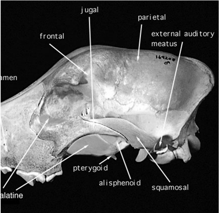 Rostralmente si unisce al Lacrimale e