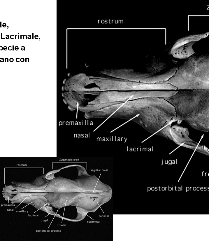 NASALE Osso piatto e pari. Caudalmente unito al Frontale, lateralmente in contatto con Lacrimale, Mascellare (varia molto da specie a specie).