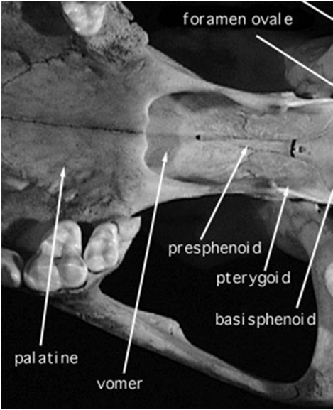 Pterigoideo e Sfenoide PTERIGOIDEO Lamina piatta e sottile.