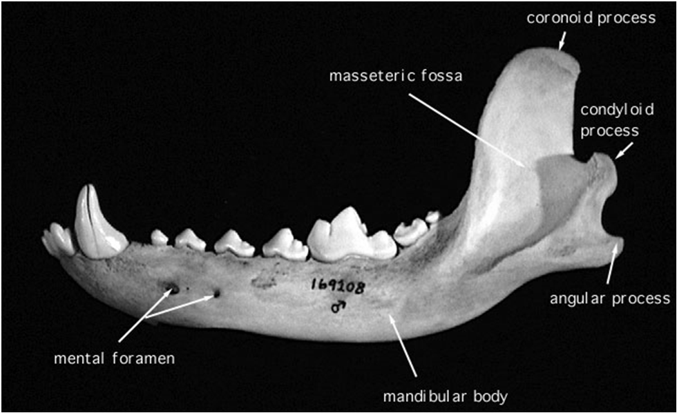 piatto, pari e asimmetrico. Dà impianto a denti inferiori.