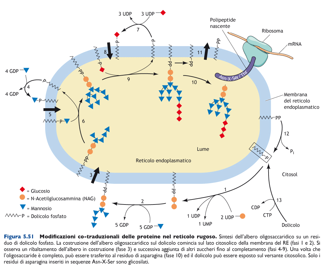 1) AGGIUNTA DI RESIDUI DI MANNOSIO AL FOSFO= LIPIDE DOLICOLO FOSFATO SUL VERSANTE CITOSOLICO; 2) RIBALTAMENTO DEL DOLICOLO AGGIUNTO DI RESIDUI DI