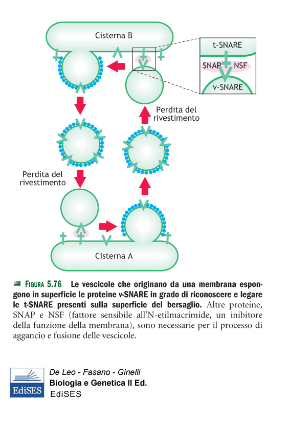 Riconoscimento della vescicola rivestita da parte della membrana dell organulo bersaglio Il processo è controllato dalle proteine SNARE (SNAP receptors) v-snare (sulle vescicole) t-snare (organuli