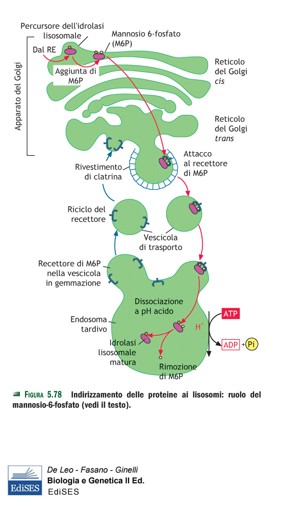 Trasporto delle idrolasi acide dal RE ai lisosomi 1) SMISTAMENTO DELLE PROTEINE IDROLASI ACIDE NEL RE; 2) AGGIUNTA DI RESIDUI DI MANNOSIO- 6-P A LIVELLO DEL GOLGI; 3) INDIRIZZAMENTO DELLE IDROLASI