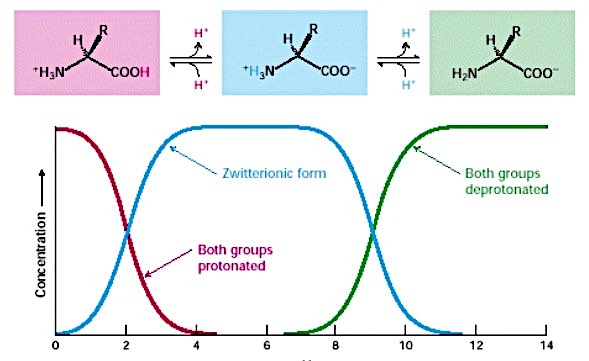 PUNTO ISOELETTRICO per ph < pi prevale la