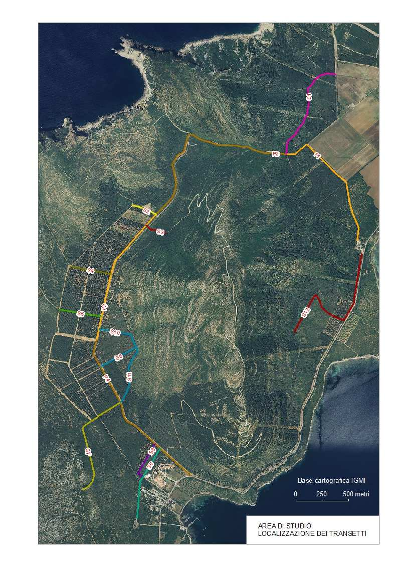 L impatto del daino e del cinghiale sulla Foresta demaniale di Porto Conte Tesi laurea triennale