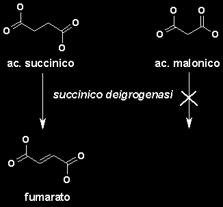 Un inibítore competitivo è una sostanza che si lega all'enzíma libero, impedendo così la formazione del complesso enzima-substrato.