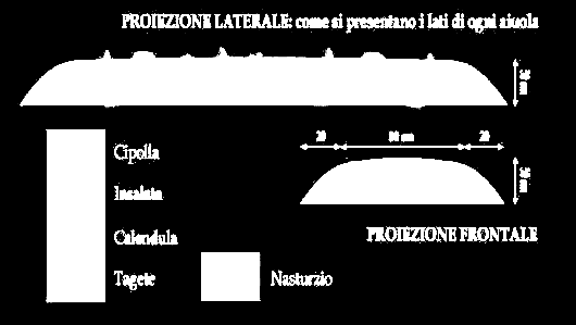 Nei lati invece si pianteranno a zig-zag le liliacee