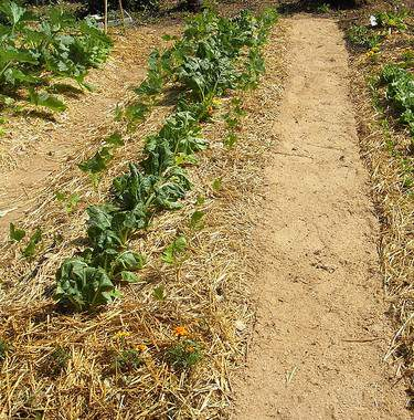 Pacciamatura Funzioni della pacciamatura: Trattiene l'umidità Trattiene il calore Rilascia nutrienti