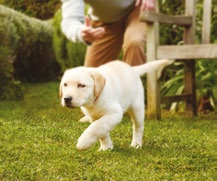 Il miglior modo per aiutare il tuo cucciolo è condividere la nostra esperienza, sia nel campo della nutrizione che nella conoscenza degli animali, con te, il proprietario. 2.