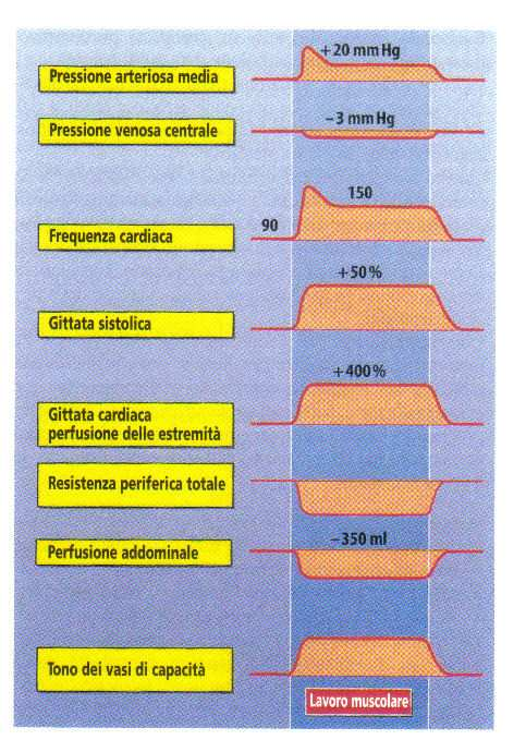 Risposta circolatoria all esercizio fisico * * * * * * * * Durante l esercizio fisico (con interessamento di elevata massa muscolare) si osserva una diminuzione delle RPT per intensa vasodilatazione