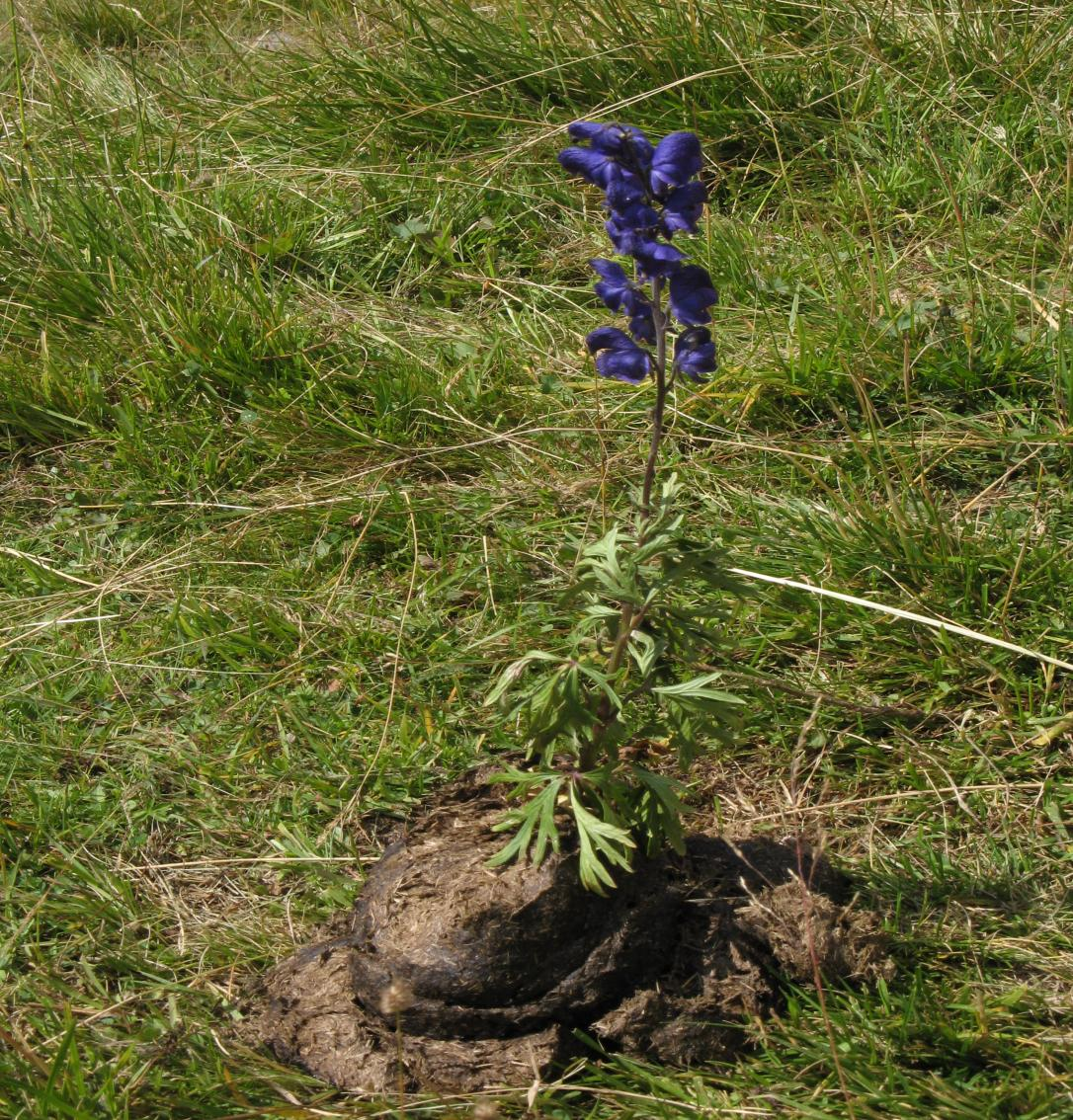 .. grazie per l attenzione Flavio Sommariva specialista SATA Agronomia e