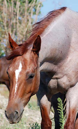 Quarter Horse è il soprannome del IV reggimento di cavalleria americano, che si distinse particolarmente nelle guerre indiane, ma recentemente (sia pure senza cavalli) ha combattuto anche in tutti i