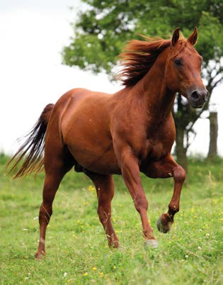 Due modelli per tutte le esigenze La morfologia del Quarter Horse varia notevolmente a seconda dell utilizzo per il quale sono stati selezionati.