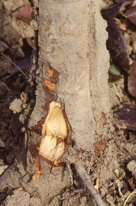 CONVERGENZA SINTOMATICA Parassitaria (moria) L arrossamento delle foglie (sintomi autunnali) è una reazione aspecifica che può avere un origine: Fisiologica (disaffinità d innesto, peri su cotogno)