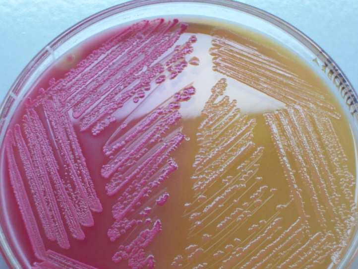 facilitando in tal modo la colonizzazione del tratto gastrointestinale e modellando così la composizione del microbiota.