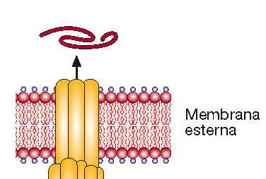 Sistemi di secrezione di tipo III: sono apparati proteici macromolecolari utilizzati dal batterio per secernere nella cellula ospite specifiche proteine la cui sintesi è di solito indotta da segnali