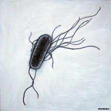 Escherichia coli: Patogenesi L innesco del processo infettivo è mediato dalla presenza di Adesine e Enterotossine responsabili nel determinare la sede dell infezione ed il quadro clinico.