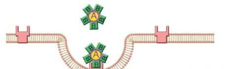 La Tossina shiga-like, è una tossina A-B. La subunità A inibisce la sintesi proteica legando l RNA 28S nella subunità 60S del ribosoma, blocca il legame con l ammminoacil-t-rna.