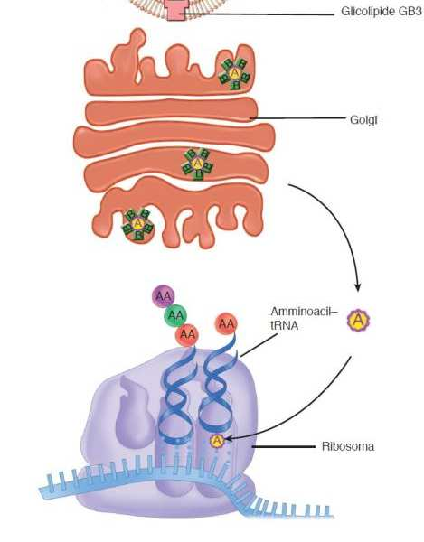 La subunità B lega la membrana cellulare mentre la subunità A ha attività ADP-ribosilante per una proteina G nelle cellule epiteliali intestinali (enterociti) con conseguente stimolazione