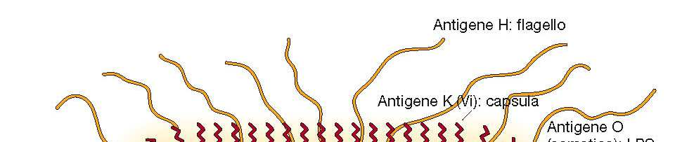 Principali antigeni delle Enterobacteriaceae Le