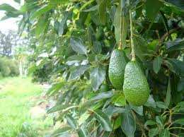 Avocado Specie subtropicale originario del Centro America (Aztechi) Frutto con elevato contenuto di oli (media 15 g/100g)