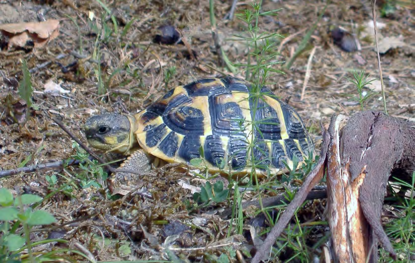 Note sulla presenza di Testudo hermanni (Gmelin 1789) sui Monti Livornesi Figura 1: Testudo hermanni.