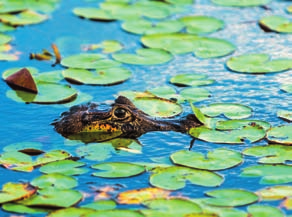 30 per il Kakadu National Park e, all arrivo, visita di Nourlangie Rock per osservare le pitture rupestri che risalgono ad oltre 20.000 anni fa.