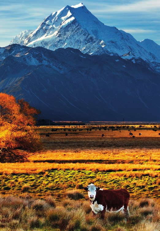 NUOVA ZELANDA INFO UTILI Nuova Zelanda Terra delle lunghe nuvole bianche, come la chiamano i Maori, o la mitica Terra di mezzo del Signore degli Anelli, la Nuova Zelanda è un paese verdissimo, dai