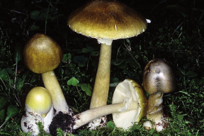 Amanita phalloides: molto comune e diffusa, predilige i boschi di latifoglie quali querce, faggi, castagni e noccioli.