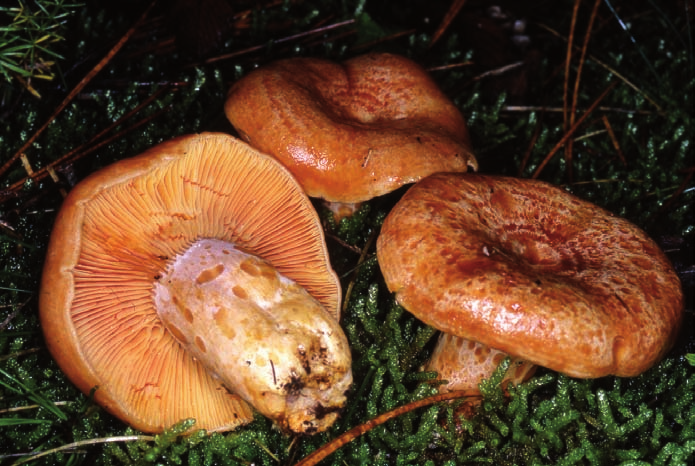 Lactarius deliciosus: di buona taglia, è un simbionte dei pini. Se inciso, secerne un lattice arrossante.