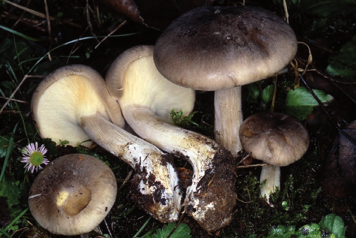 Clitocybe nebularis: tipicamente autunnale, cresce in gruppetti di individui, anche in cerchi.