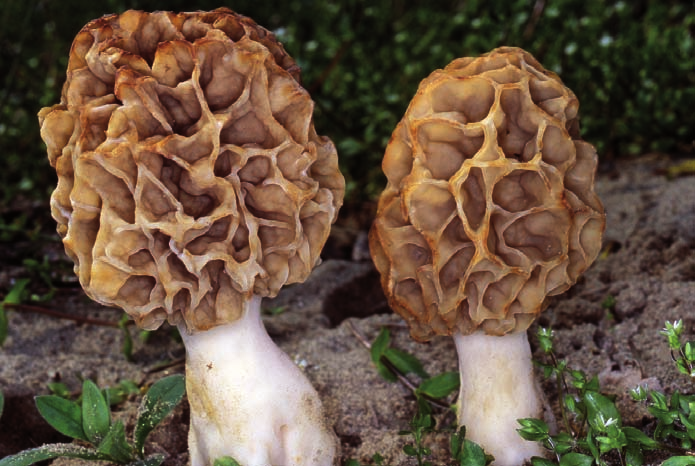 Morchella esculenta: fungo primaverile, molto conosciuto e ricercato, cresce sotto latifoglie in terreni soffici e sabbiosi.