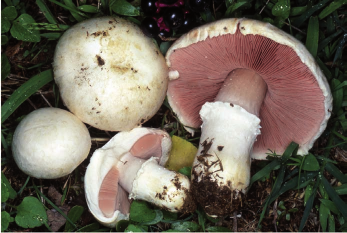 Agaricus campestris: comunemente chiamato prataiolo, fruttifica generalmente nei prati concimati e nei giardini, dalla