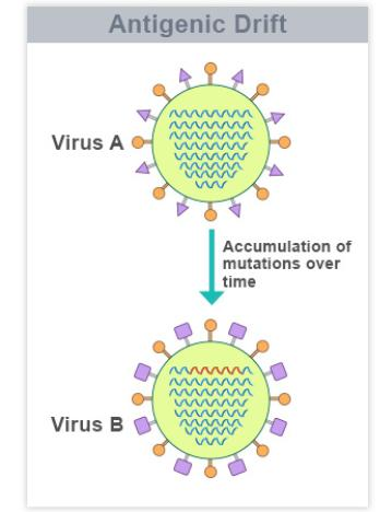 parziale cross-protezione immunologica Antigenic shift (cambiamento