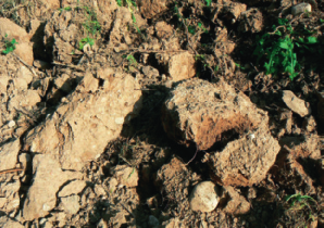 VITICOLTURA 24 coltà di penetrazione nel terreno e l assenza di struttura negli strati meno superficiali, dove le radici fascicolate delle graminacee non arrivano (foto 2 e 3).